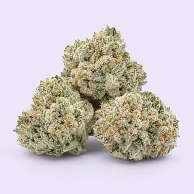 Great White Shark